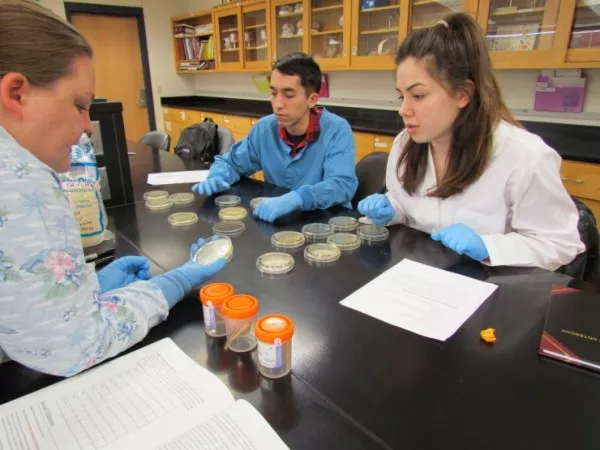 Two students and an instructor look at bacteria samples in dishes. 