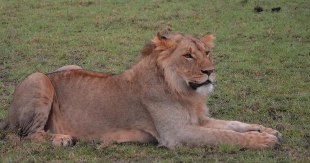 Online live course about Kenya