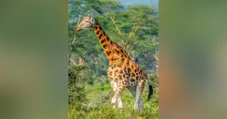 Photo of giraffe in Africa.