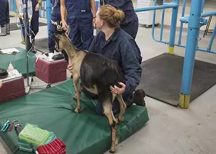 student holding a goat